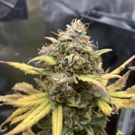 Gnomo Auto single plant