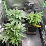 Double Donny Burger by Growers Choice