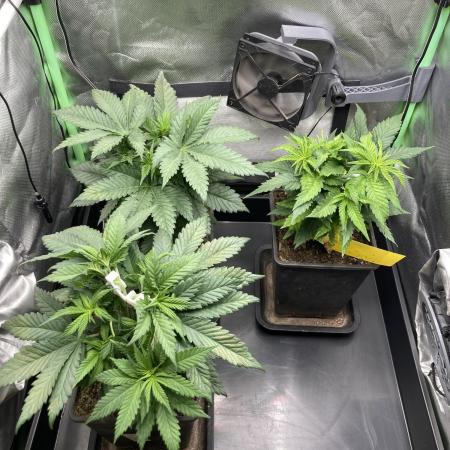 Double Donny Burger by Growers Choice