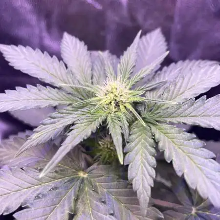 Gnomo Auto single plant