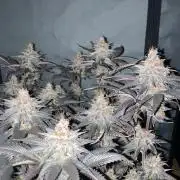 Black Muffin F1 fast single plant
