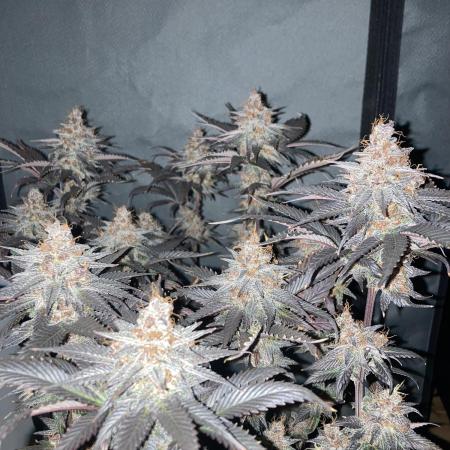 Black Muffin F1 fast single plant