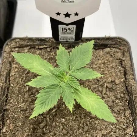 Black Muffin F1 fast single plant