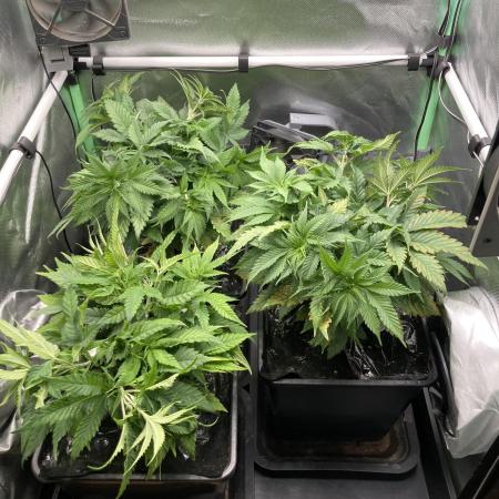 Double Donny Burger by Growers Choice