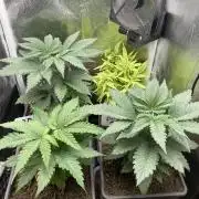 Double Donny Burger by Growers Choice