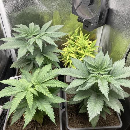 Double Donny Burger by Growers Choice