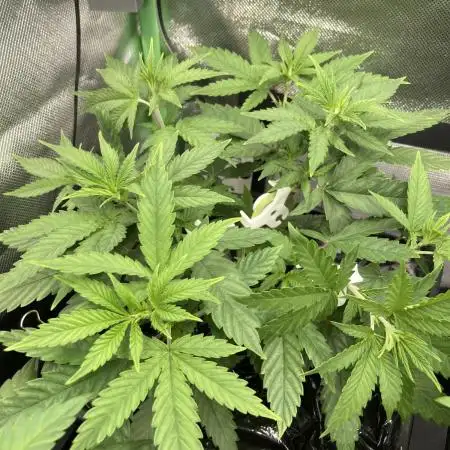 Original Oreoz single plant