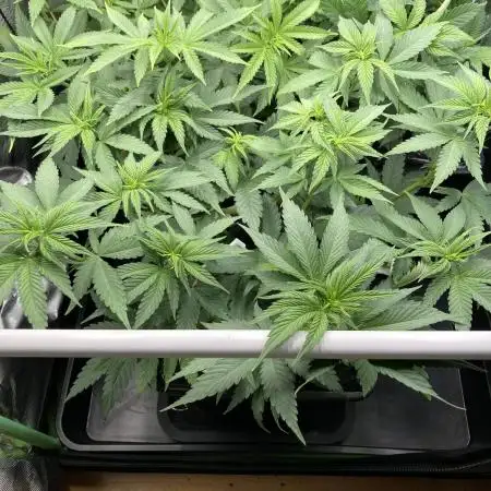 Black Muffin F1 fast single plant