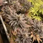 Black Muffin F1 fast single plant