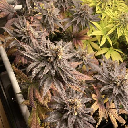 Black Muffin F1 fast single plant