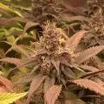 Tropicanna Poison F1 fast single plant