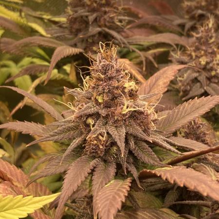 Tropicanna Poison F1 fast single plant