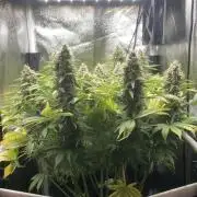 Seriously Old Skool Limited Edition