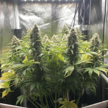 Seriously Old Skool Limited Edition