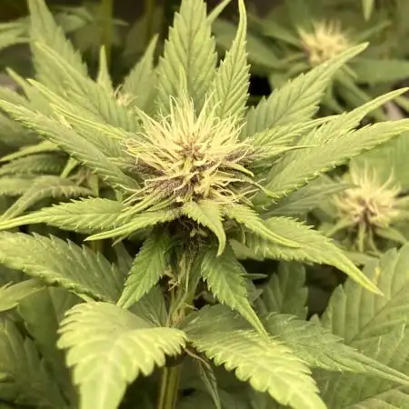 Tropicanna Poison F1 fast single plant