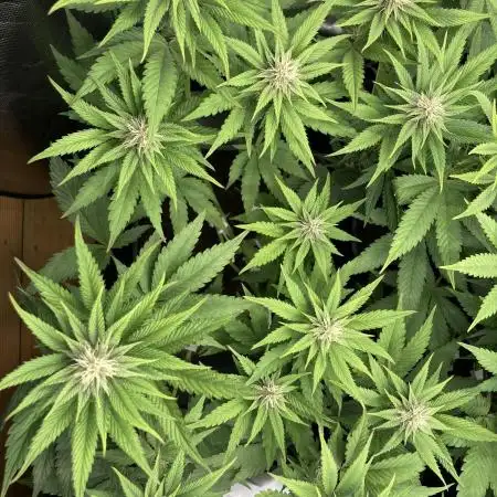 Black Muffin F1 fast single plant