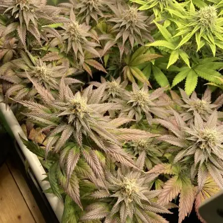Black Muffin F1 fast single plant
