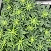 Double Donny Burger by Growers Choice