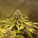 Original Oreoz single plant