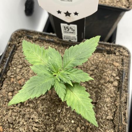 Tropicanna Poison F1 fast single plant