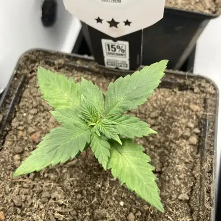 Tropicanna Poison F1 fast single plant