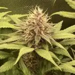 Tropicanna Poison F1 fast single plant