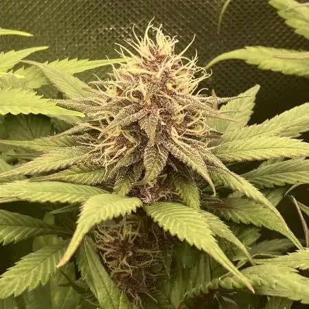 Tropicanna Poison F1 fast single plant
