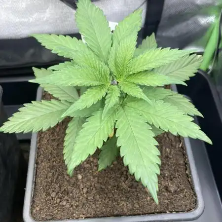 Tropicanna Poison F1 fast single plant