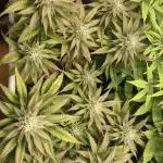 Black Muffin F1 fast single plant