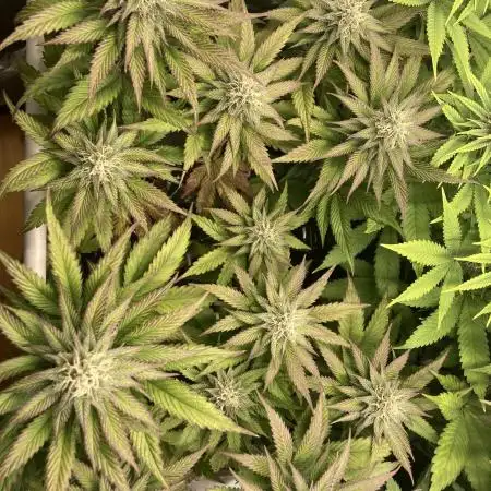 Black Muffin F1 fast single plant
