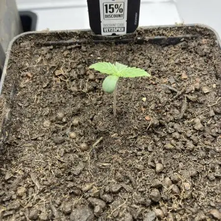 Black Muffin F1 fast single plant