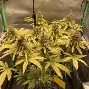 Original Oreoz single plant