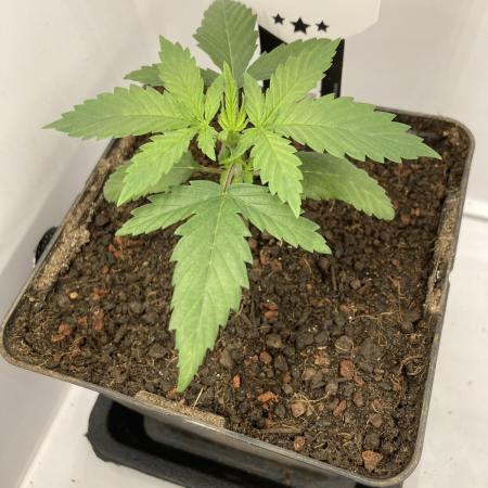 Original Oreoz single plant