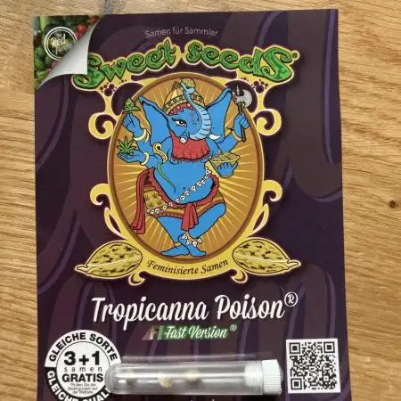Tropicanna Poison F1 fast single plant