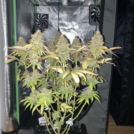 Original Oreoz single plant