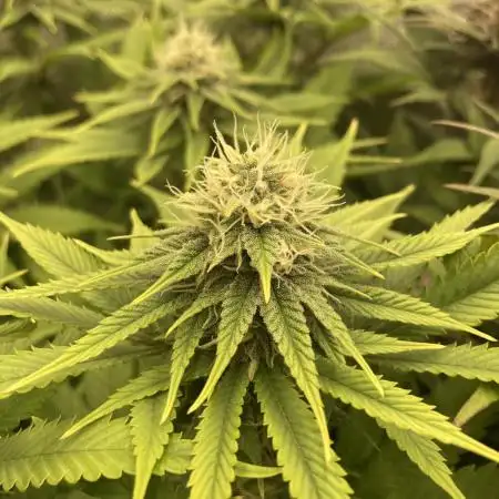 Original Oreoz single plant