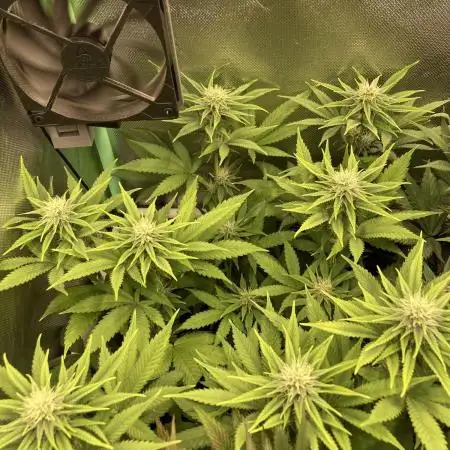 Original Oreoz single plant