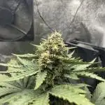 Gnomo Auto single plant