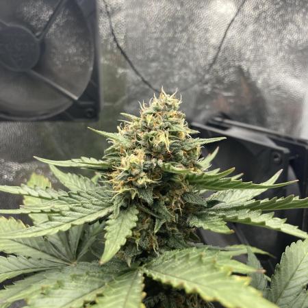 Gnomo Auto single plant