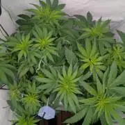 Living Soil Pots 2. Runde