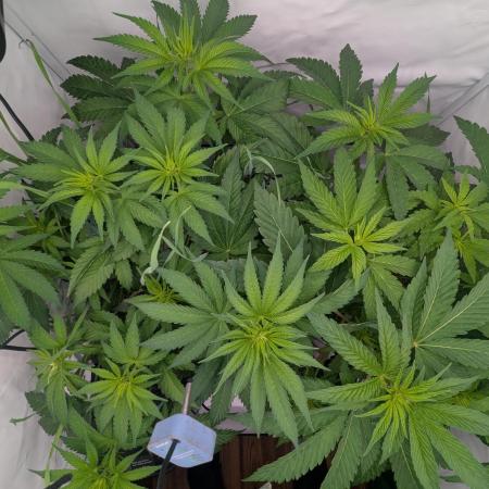 Living Soil Pots 2. Runde