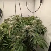 Living Soil Pots 2. Runde