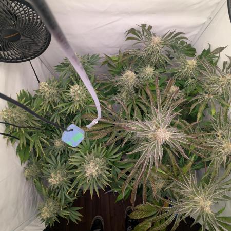 Classic AK 47 vs Modern Bloodsport