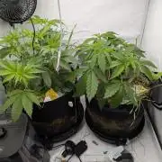 Living Soil Pots 2. Runde