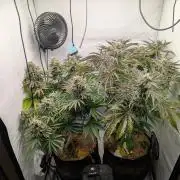 Classic AK 47 vs Modern Bloodsport