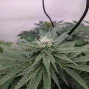 Living Soil Pots 2. Runde