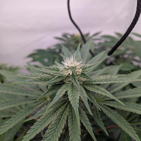 Living Soil Pots 2. Runde