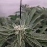 Living Soil Pots 2. Runde