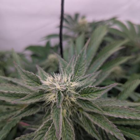 Living Soil Pots 2. Runde