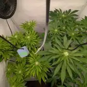 Living Soil Pots 2. Runde